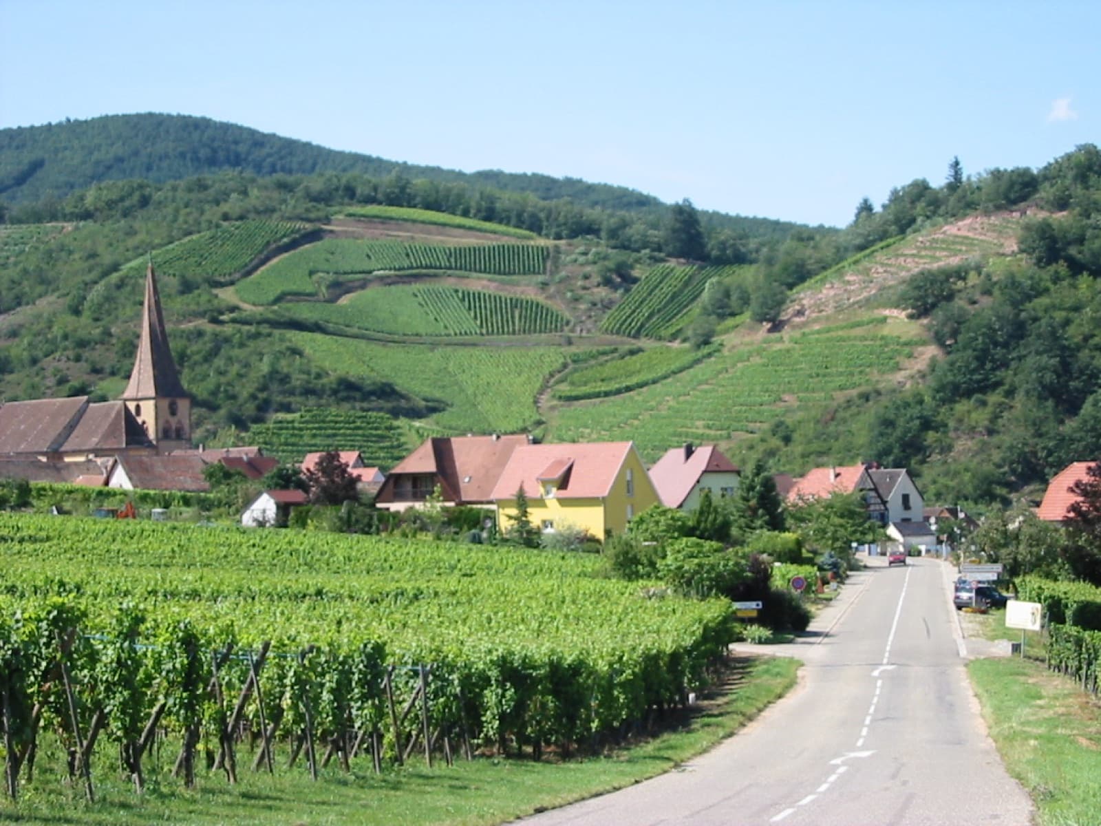 Balades dans les vignes